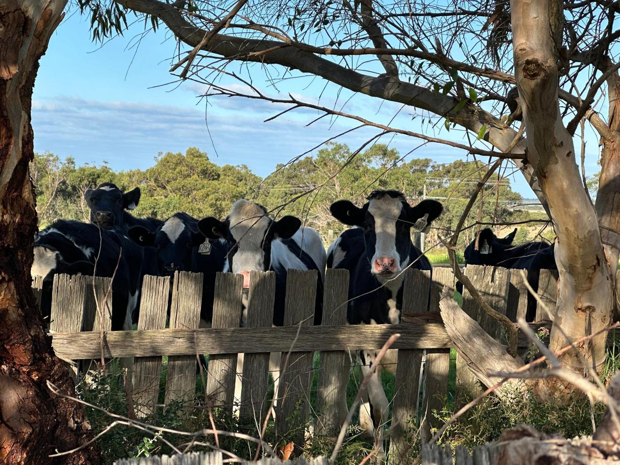 Bush Retreat Farm Stay 2 Bedroom Guest Suite Gelliondale 外观 照片